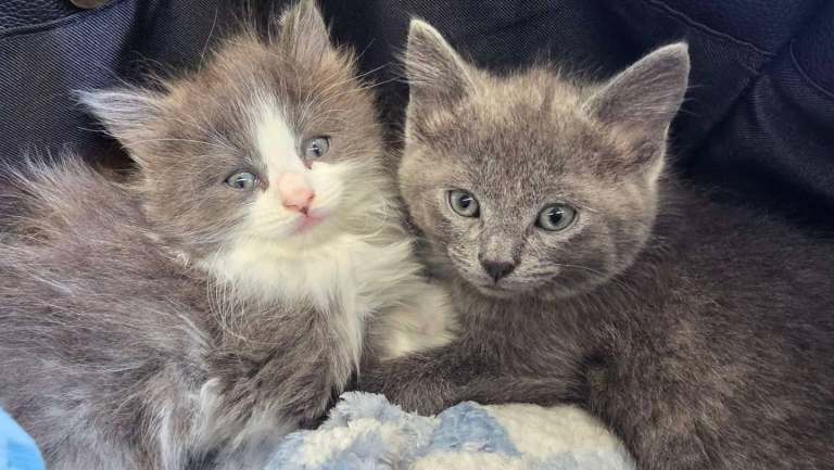 3 Rag x Persian Kittens 
