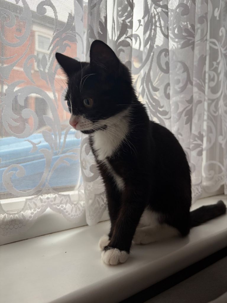 Kitten 