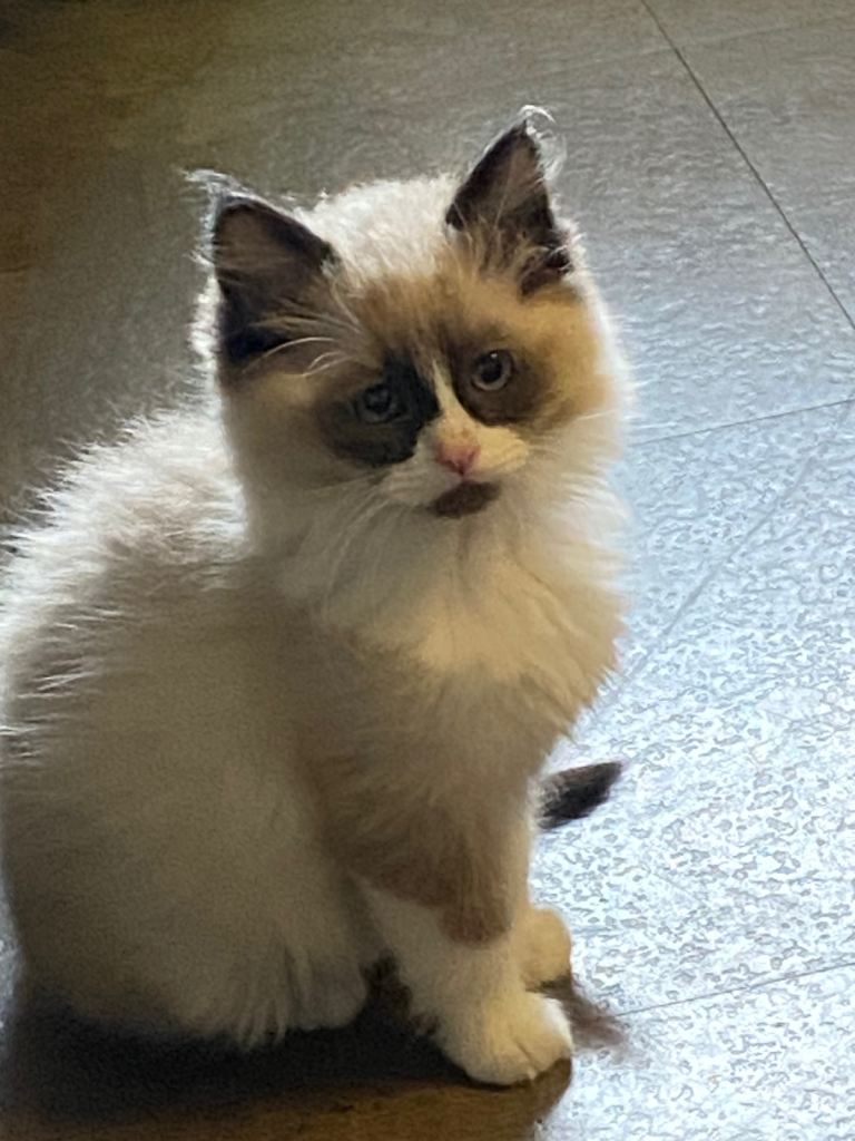 Ragdoll kittens