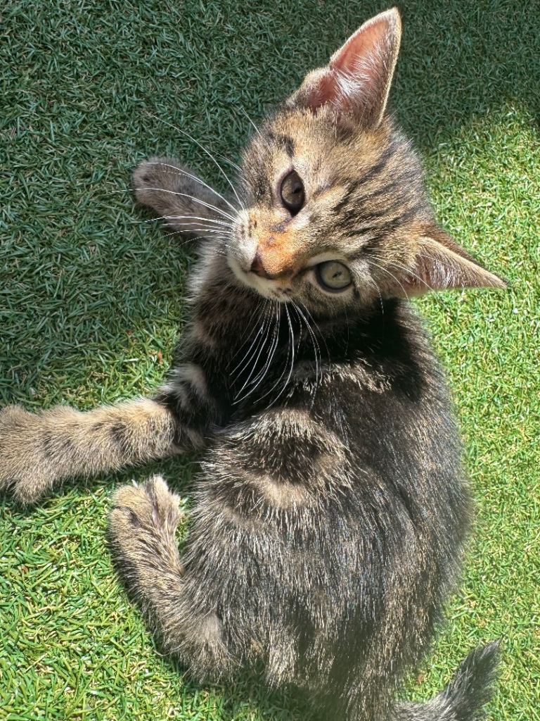 Gorgeous kittens looking for a new home.