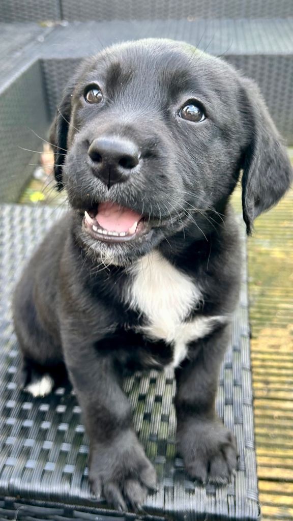 Springer/ Labradors 1 pup left