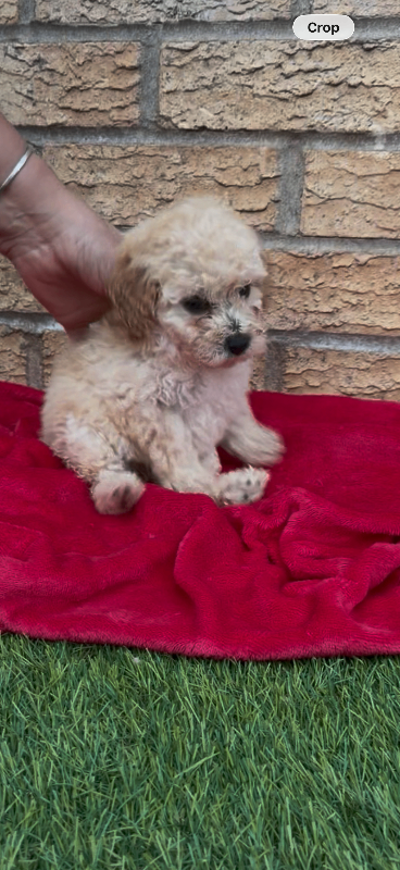 4 miniature poodle looking forever homes