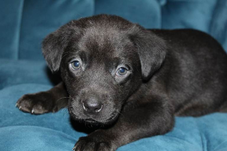 Adorable Black Labrador Puppies for Loving Forever Homes