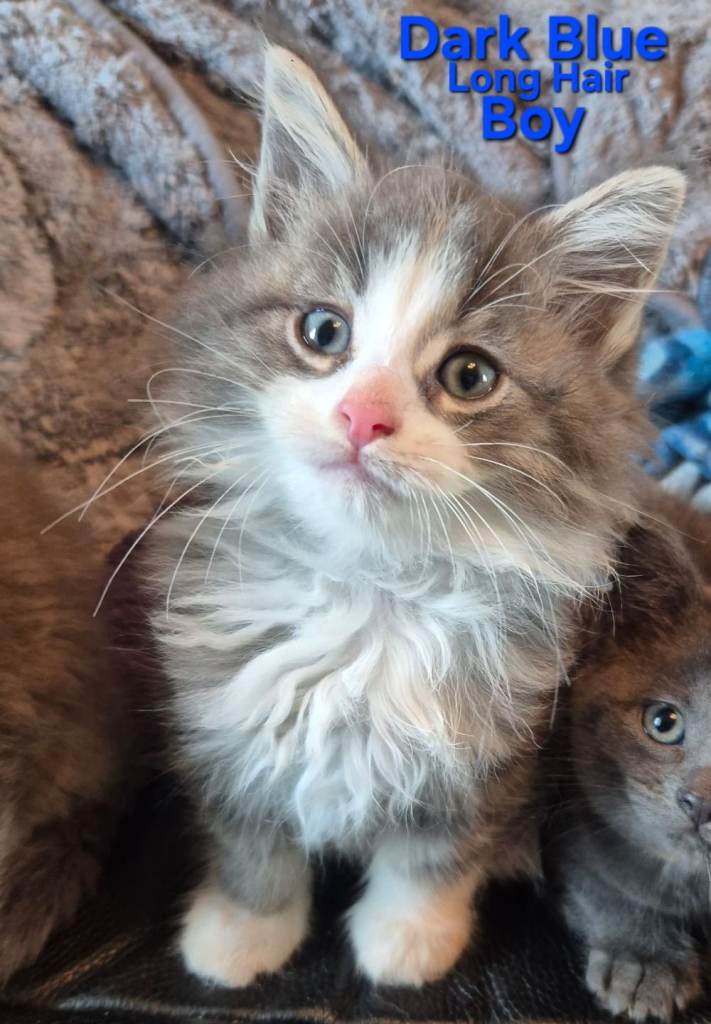 Maine Coon cross kittens