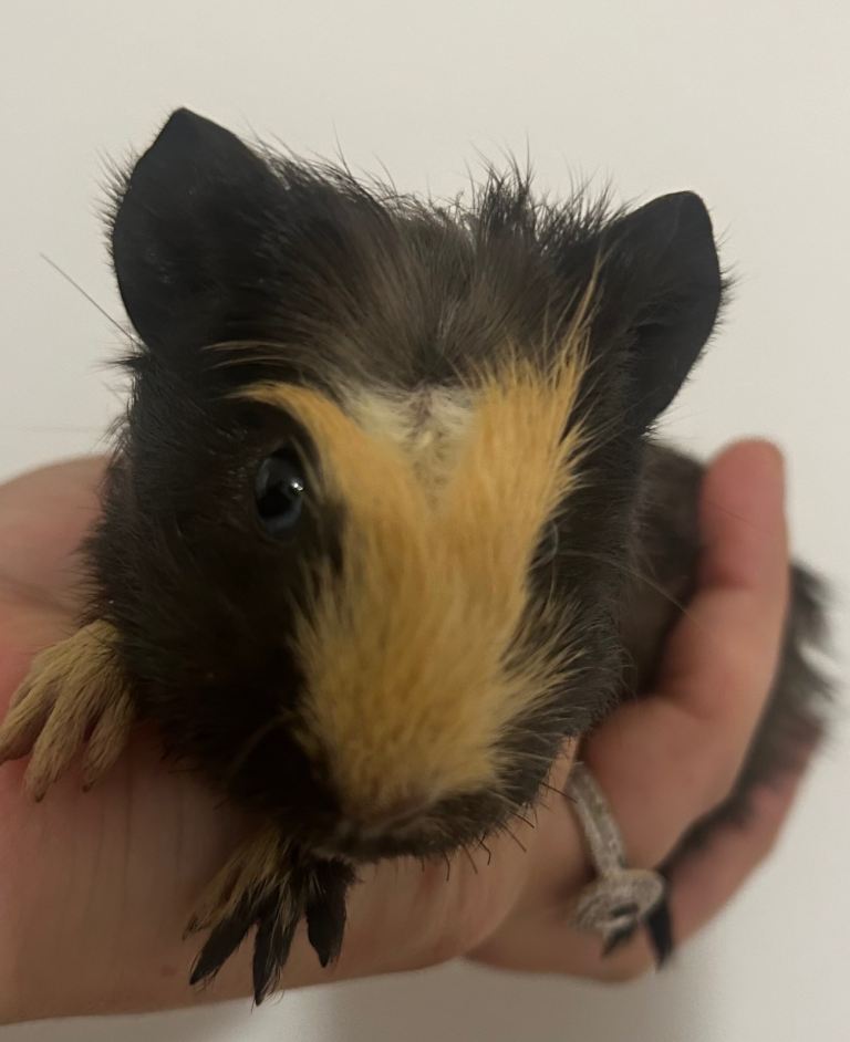 Male baby guinea pig  ready to leave 