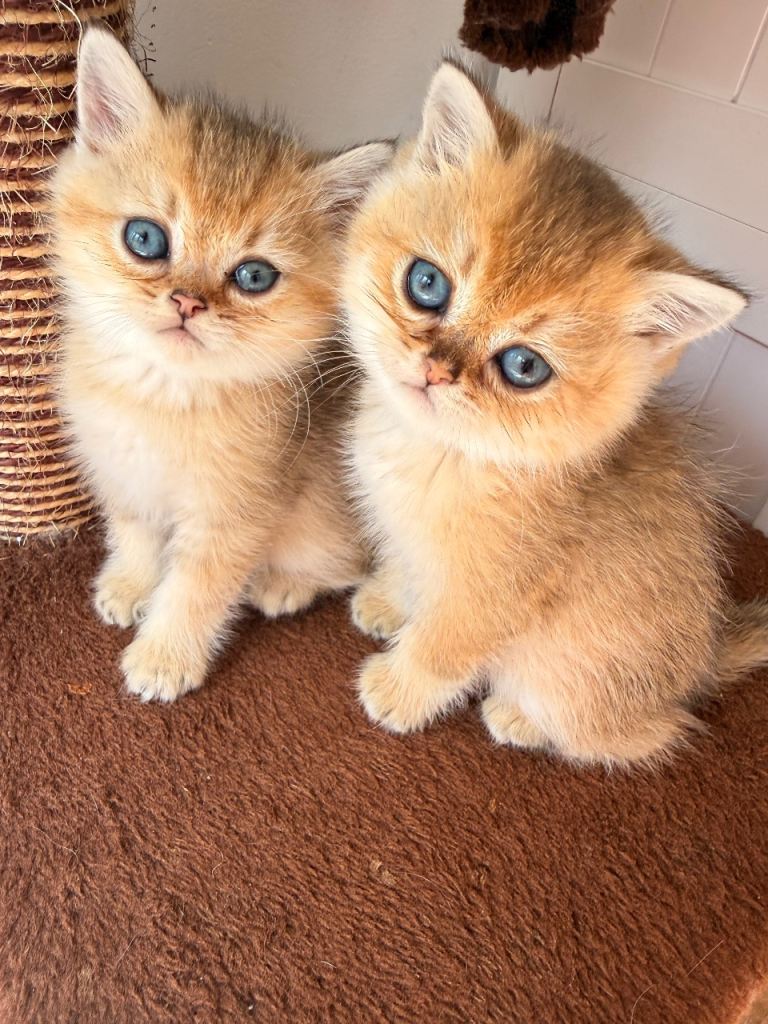 BSH Golden chinchilla kittens NY12 🐶Tica reg