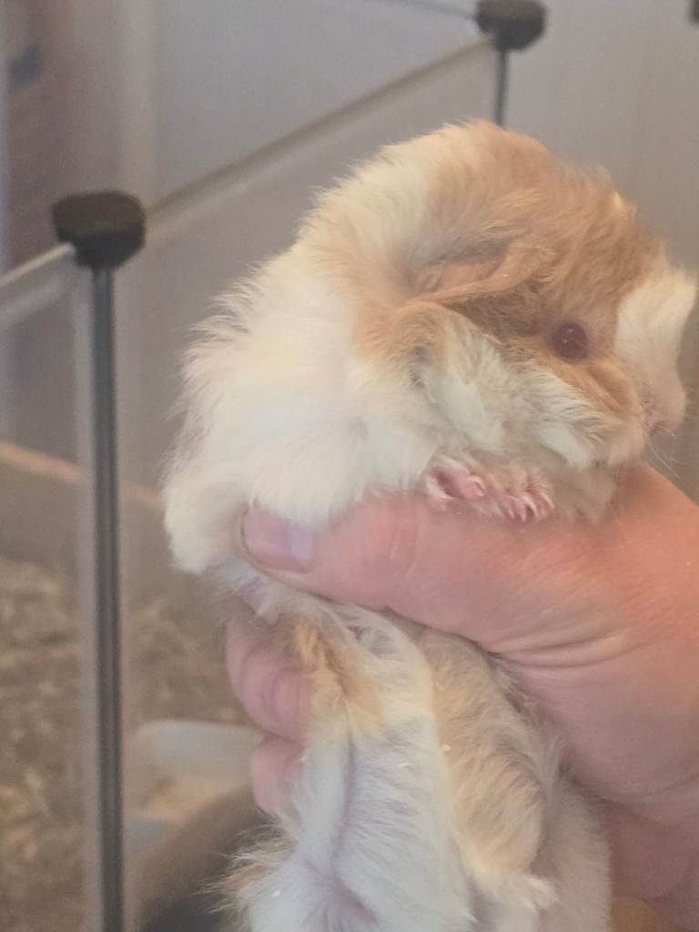 Guinea pigs for sale 