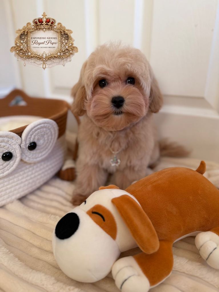 ✨Exquisite F1 tiny Asian maltipoo Champion blood✨ Maltipoo