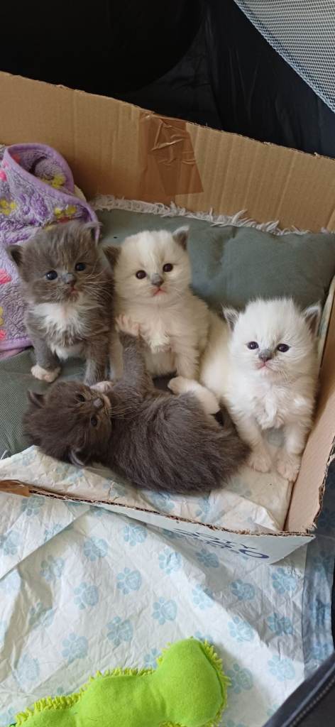 4 week old persian ragdolls. (2 grey reserve)d)