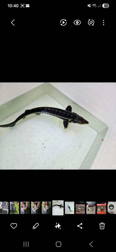White dimond sturgeon fish