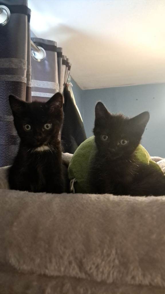 black kittens