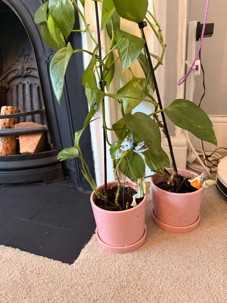Two indoor Plants in Pink Ceramic Pots