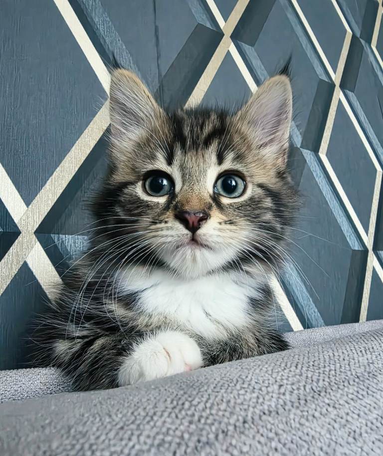 BEAUTIFUL FLUFFY KITTENS LOOKING for THEIR FOREVER HOMES