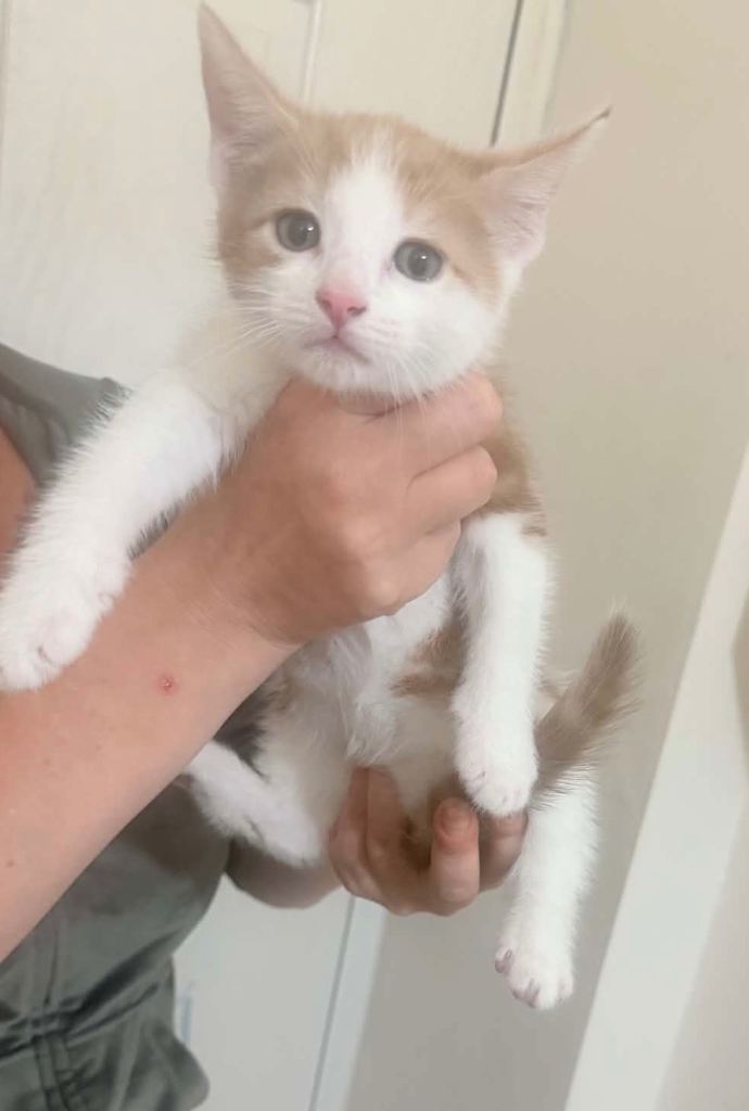Kittens for sale last 2