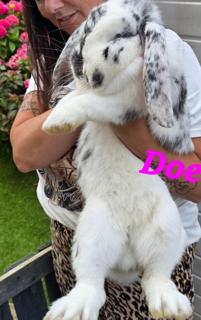 Giant French lops rabbits 