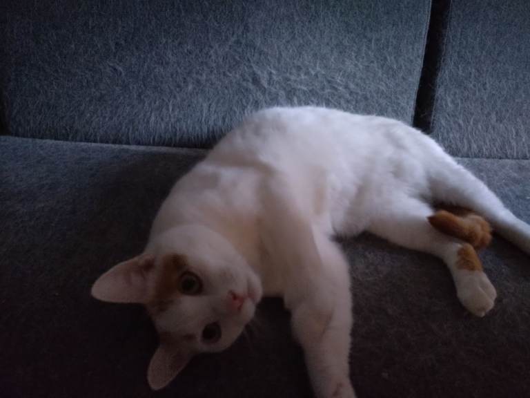 beautiful boy looking for new home