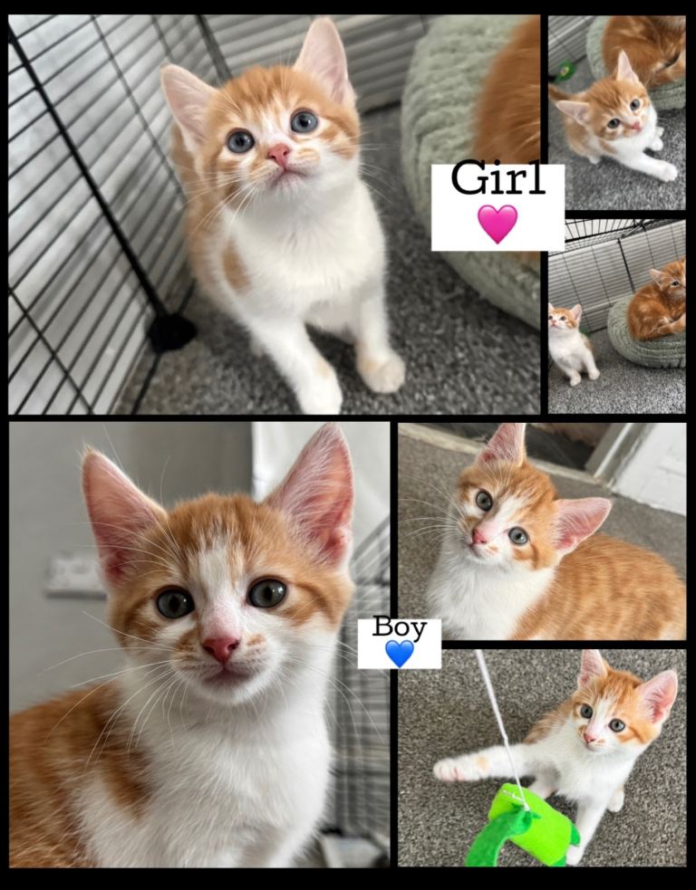 2x Ginger Kittens For Sale