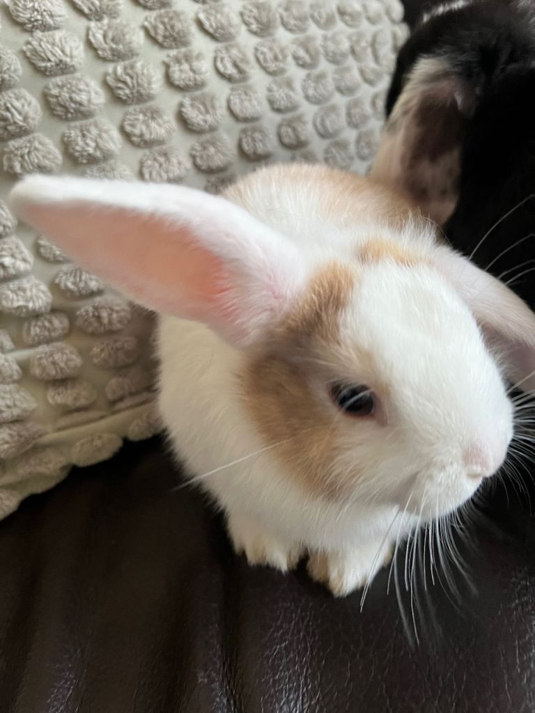 Lop Eared Bunnies