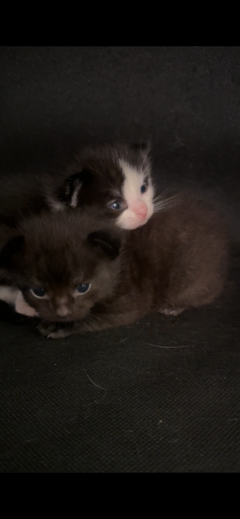 3 months old Kittens ready to leave
