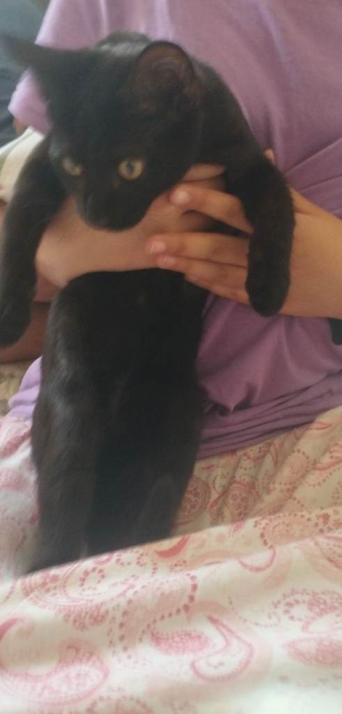Black female kitten 2-3 months old 