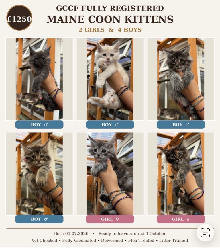 GCCF Fully Registered Maine Coon Kittens – Ready October 🐾