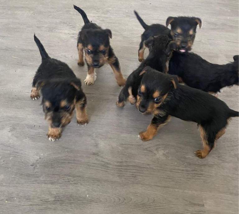 Lakeland puppies for sale 