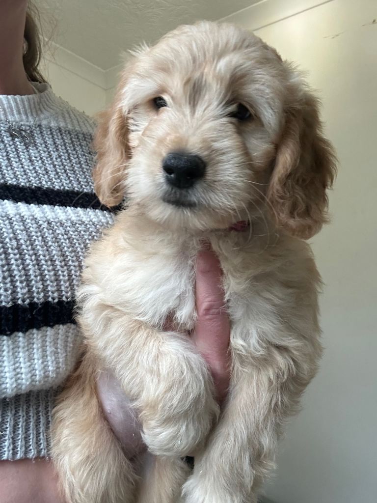 Mini golden doodle puppies
