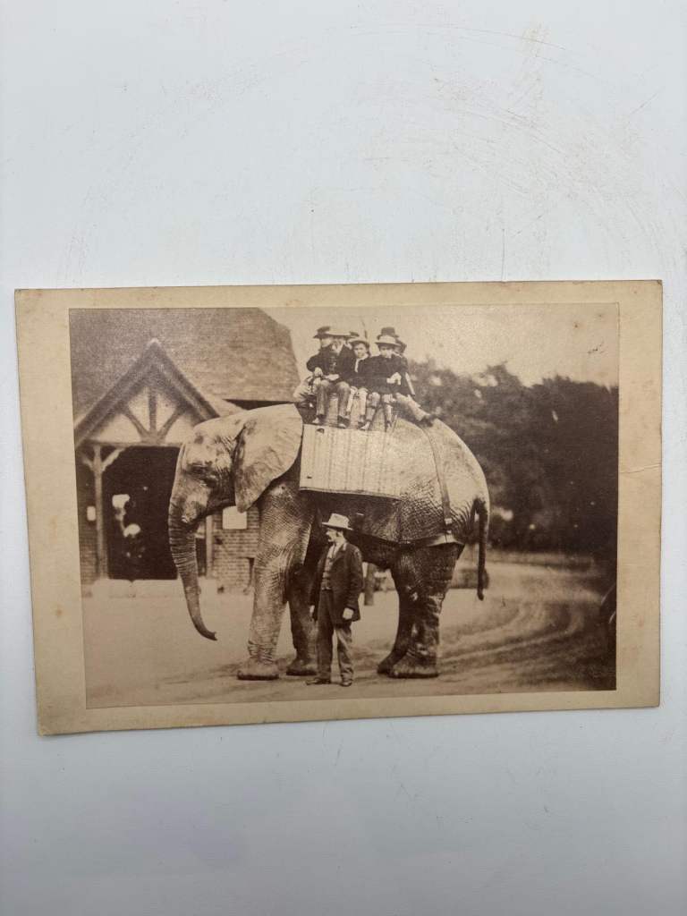 Large selection of cabinet cards currently in stock. Cabinet cards are 19th and early 20th-cent