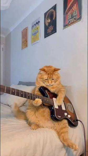 Guitarist needed with soloing ability 