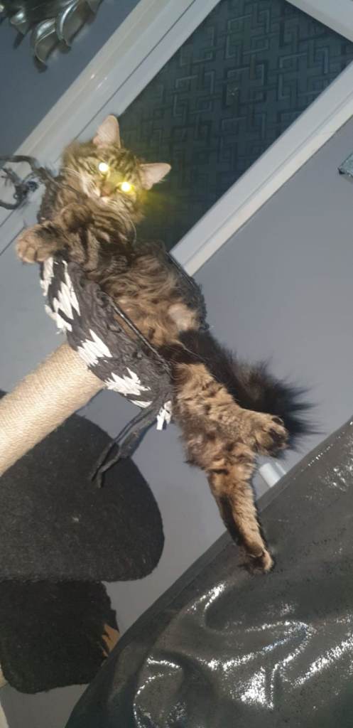 Full Maine coon female 