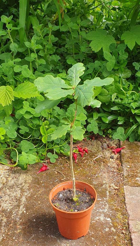Plant: Oak Tree.
