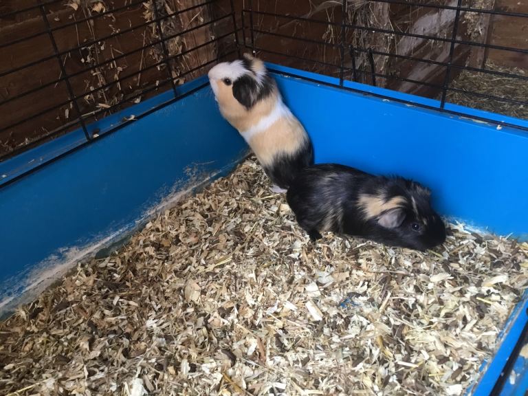 Baby males ready now 