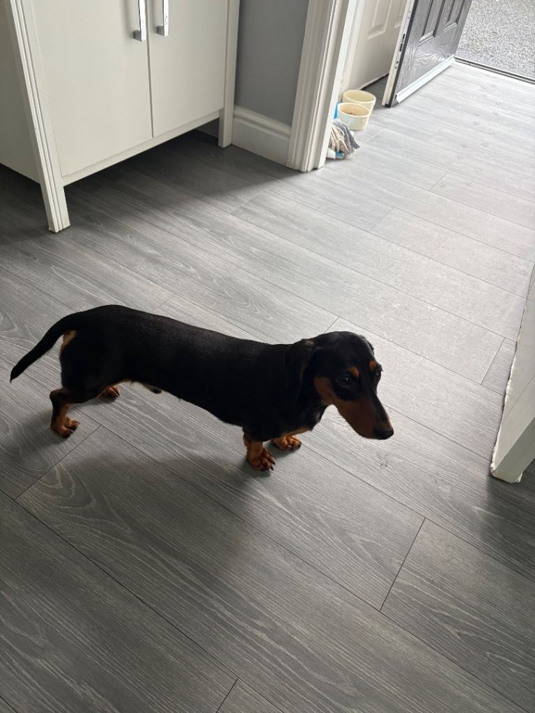 Miniature Dachshund 
