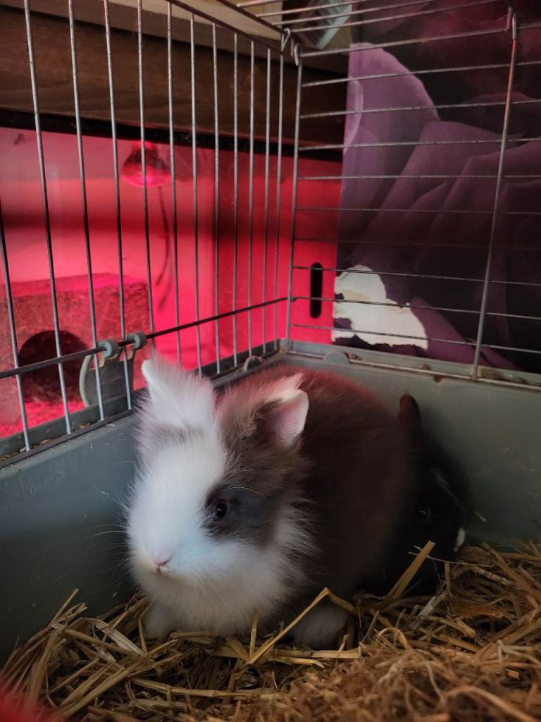 Baby rabbits friendly lovin