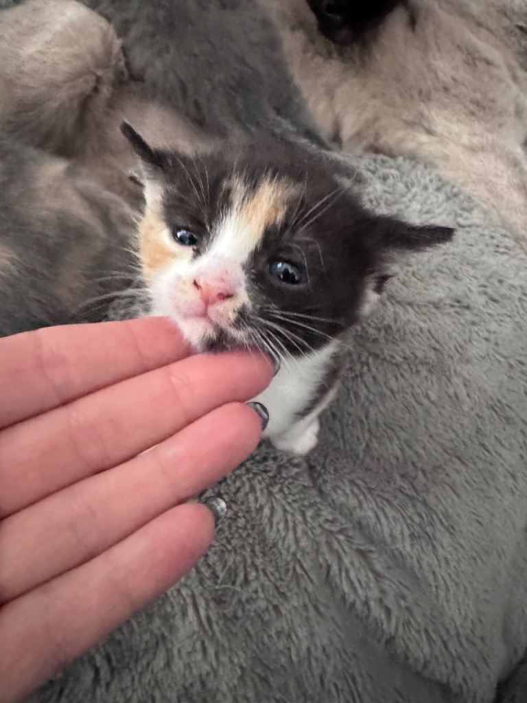 One calico female 