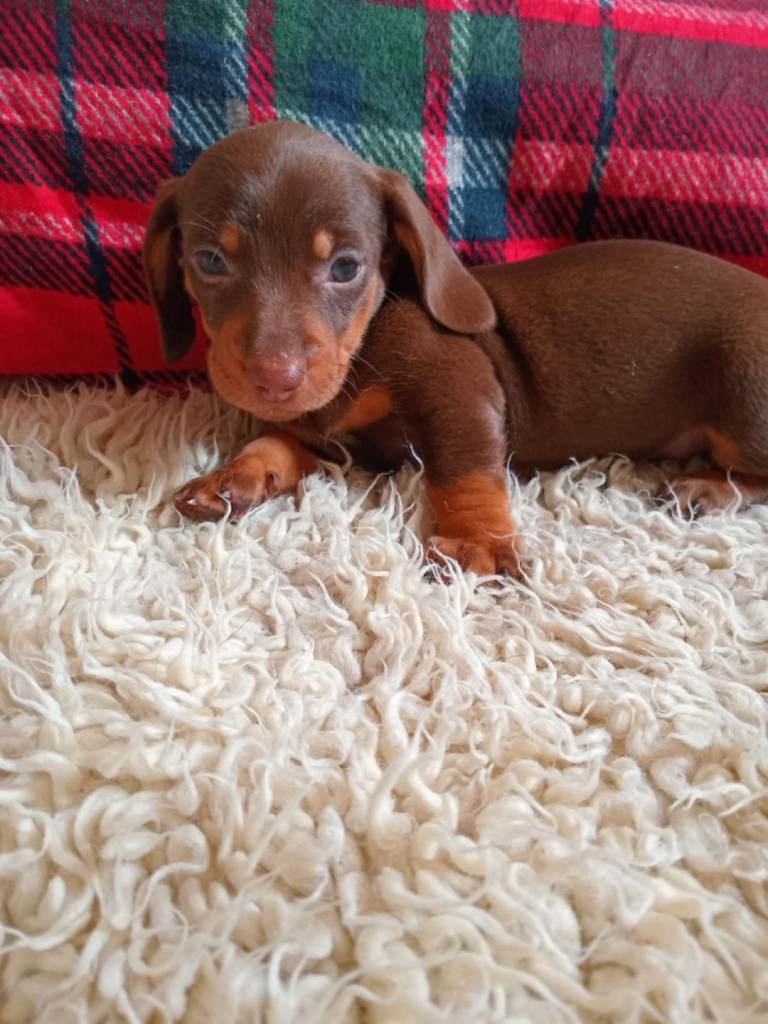 9 Week Dachshund 