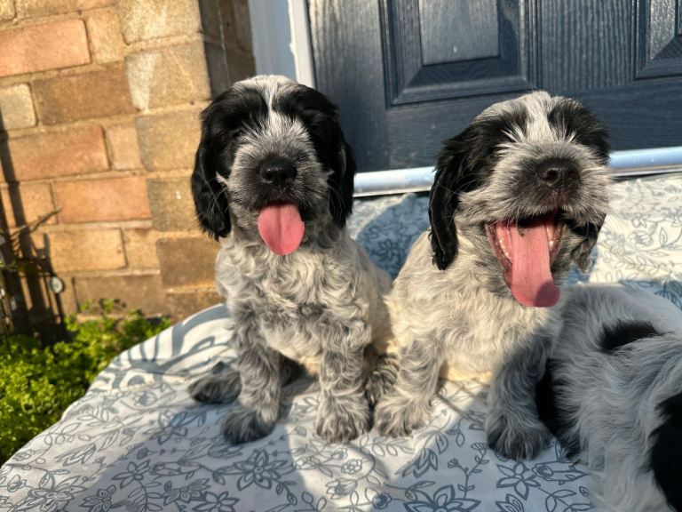 Ready to leave Puppies: cocker spaniel x Lhasapoo 