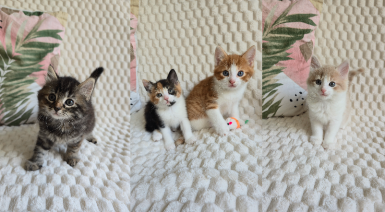 2 male and 2 female kittens / 7 weeks / ready for new families.