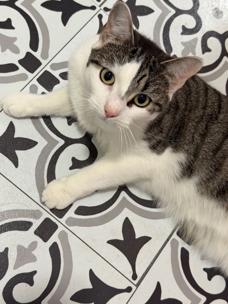 Female cat