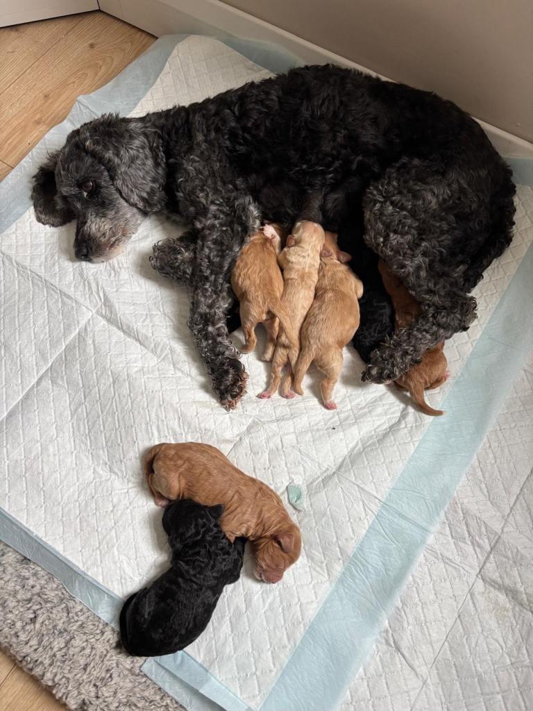 Sproodle puppies for sale