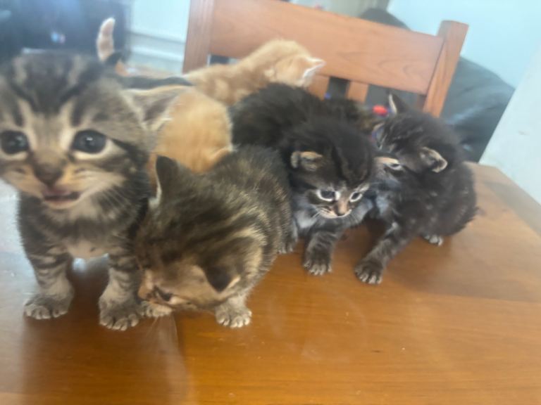 Adorable Kittens Looking for Loving Homes