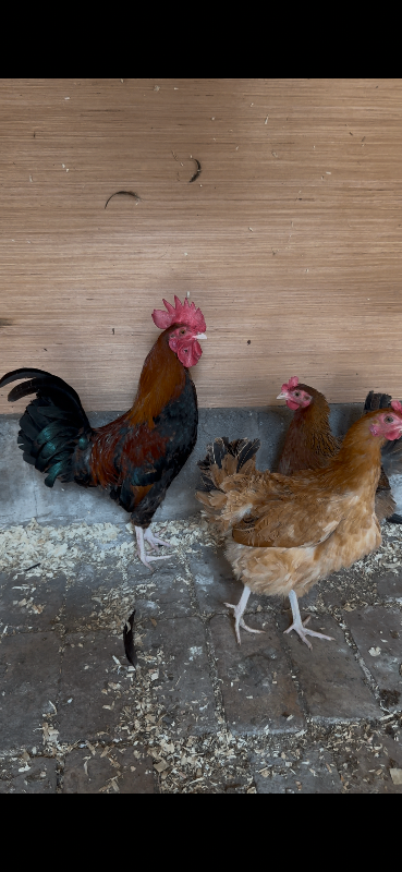 Indian jungle fowl