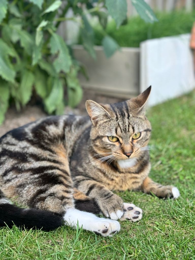 Pattern lovely cat 