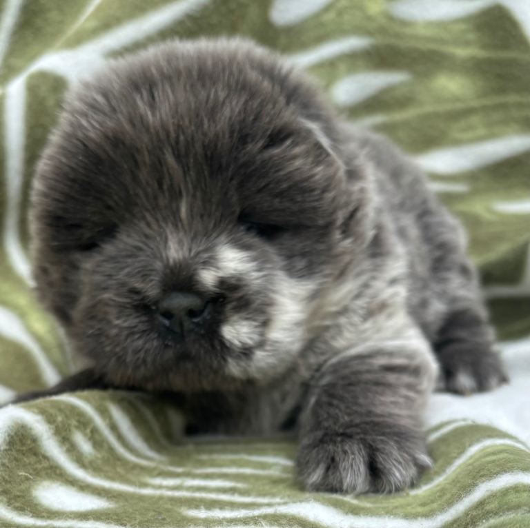 Chow chow 