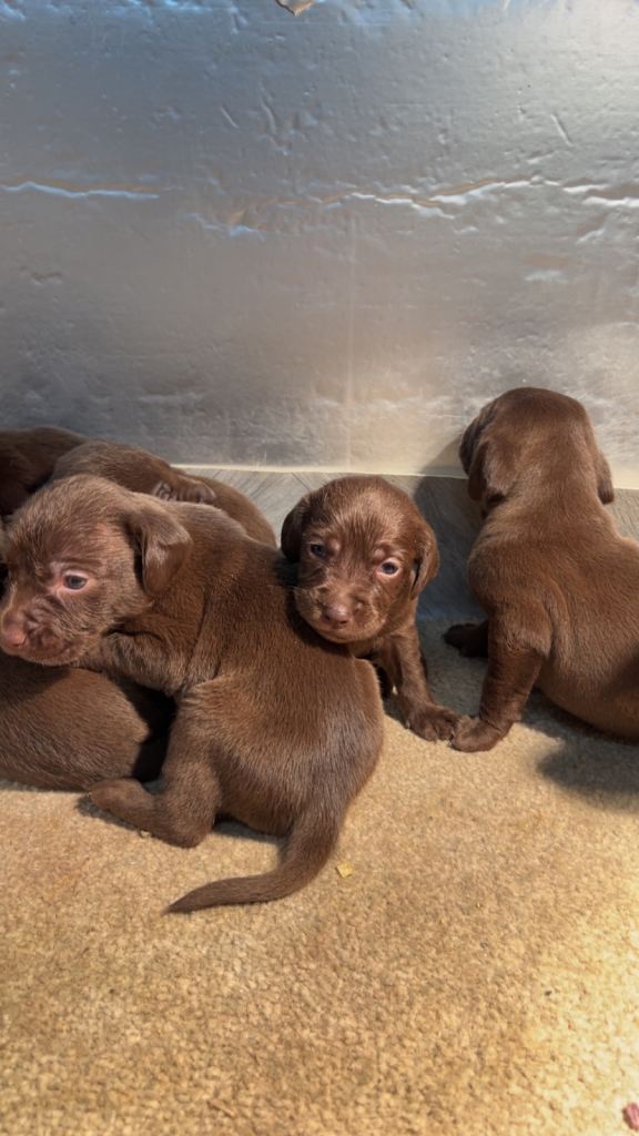 Choc Labrador X Weimaraner