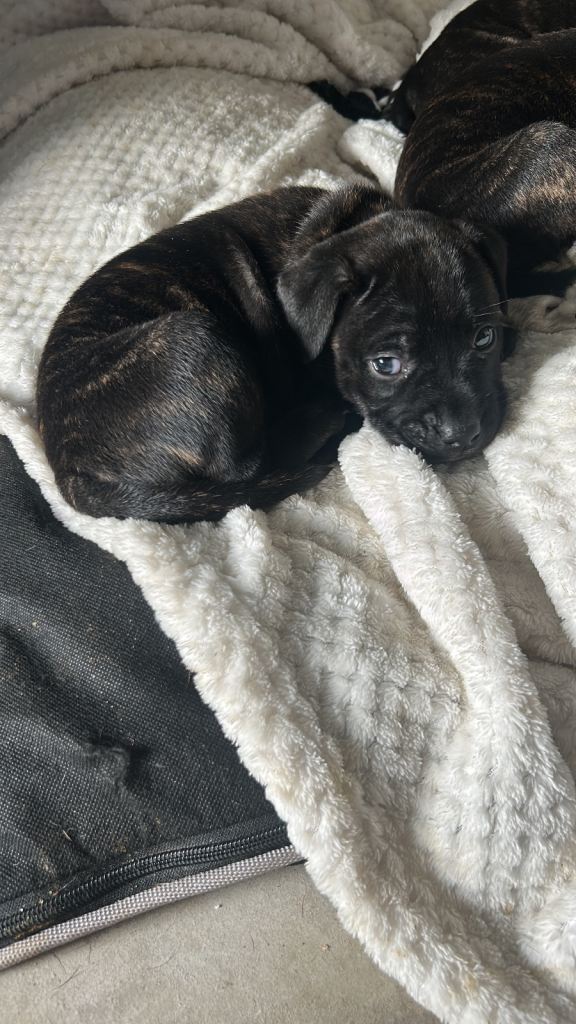 2x staff girls available 