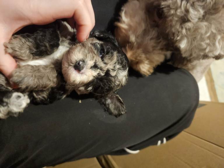 Merle Cavapoo female puppy 