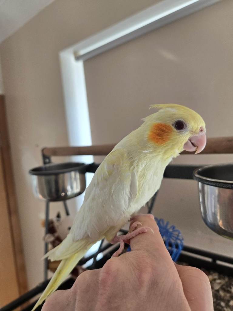 Lutino Cockatiel – Hand Reared From Early Age – Fife (near Edinburgh)