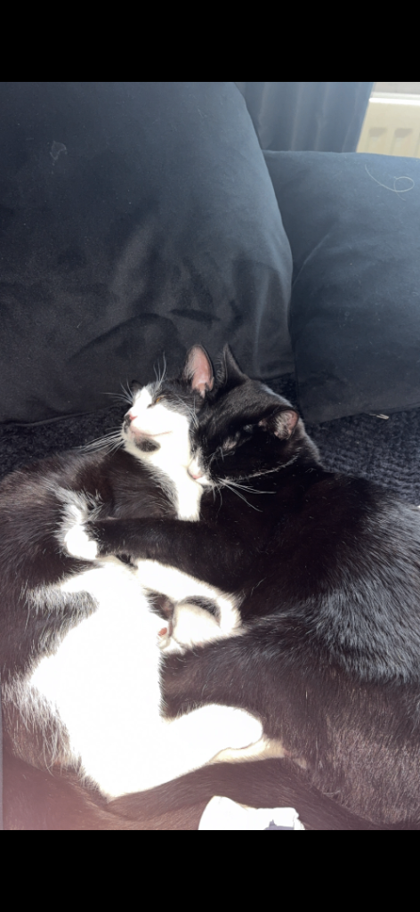 2X male kittens 