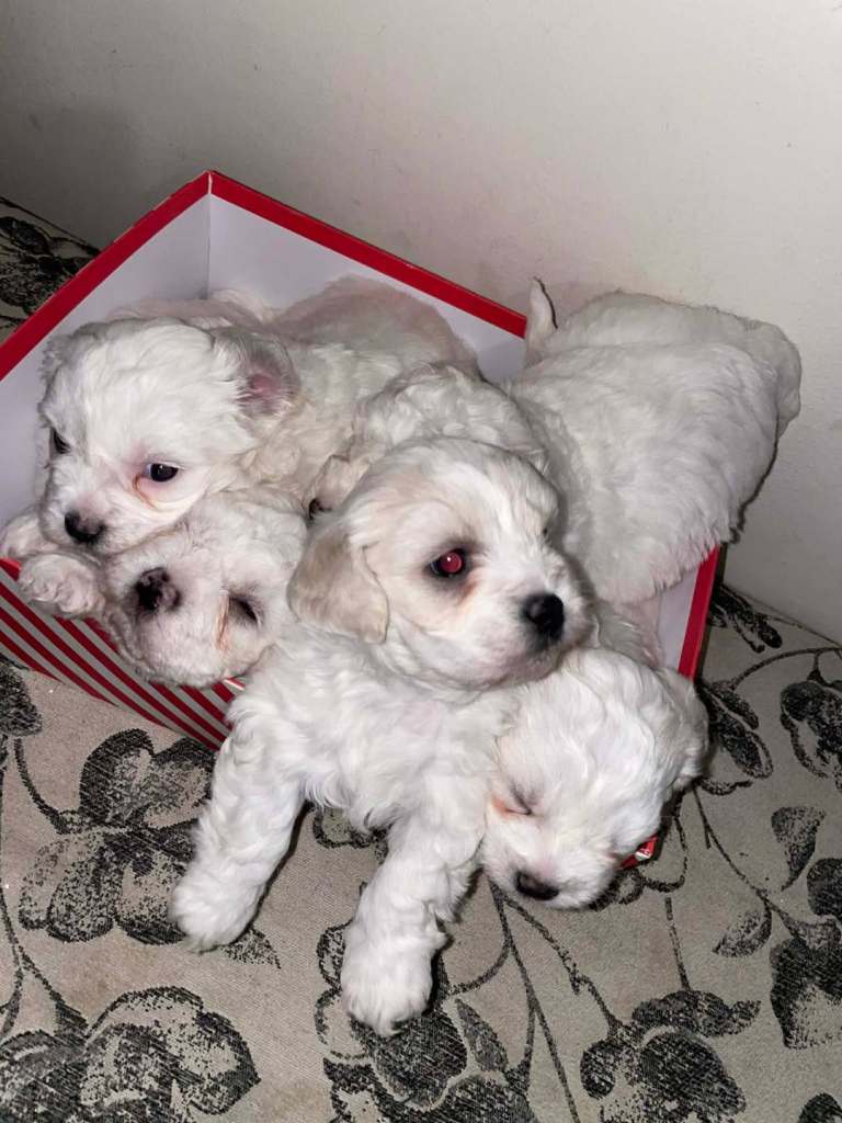 Adorable Bichon Puppies Looking for Their Forever Homes! 🐾